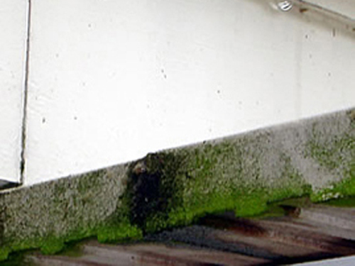 A composite deck destroyed by mold.